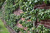 ESPALIER PYRUS