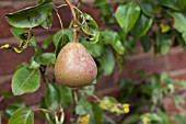 PYRUS COMMUNIS DOYENNE DU COMMICE