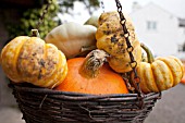 CUCURBITA IN HANGING BASKET