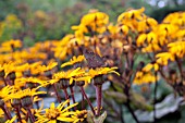 LIGULARIA MARIE CRAWFORD