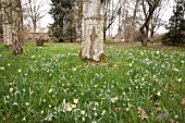 GALANTHUS, NARCISSUS AND CROCUS IN WOODLAND SETTING