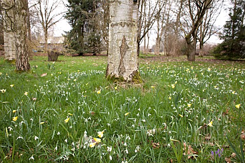 GALANTHUS_NARCISSUS_AND_CROCUS_IN_WOODLAND_SETTING
