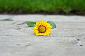 GAILLARDIA ON RAILWAY SLEEPER