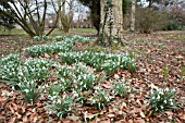 GALANTHUS NIVALIS IN ARBORETUM