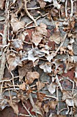 DRY HEDERA LEAVES AGAINST BRICK WALL