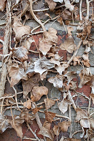 DRY_HEDERA_LEAVES_AGAINST_BRICK_WALL