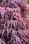 ACER PALMATUM DISSECTUM ATROPURPUREUM