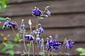 AQUILEGIA VULGARIS