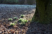 GALANTHUS NIVALIS ON A FROSTY DAY