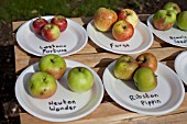 HARVESTED APPLES