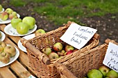 HARVESTED APPLES