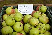 HARVESTED APPLES