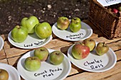 HARVESTED APPLES