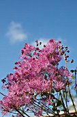 THALICTRUM AQUILEGIIFOLIUM