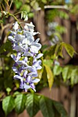 WISTERIA FLORIBUNDA