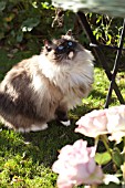 CAT AND ROSES IN GARDEN