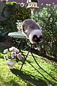 CAT JUMPING FROM GARDEN TABLE