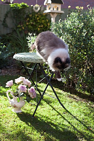 CAT_JUMPING_FROM_GARDEN_TABLE