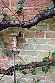 FRUIT TREE, BRAMBLES AND SOMEWHERE FOR INSECTS