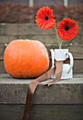 GERBERA IN TEAPOT WITH PUMPKIN