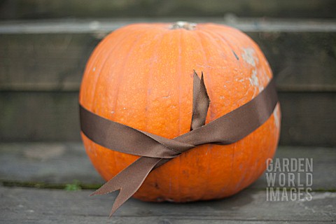 PUMPKIN_TIED_WITH_BROWN_RIBBON
