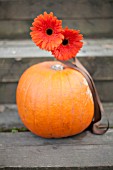 PUMPKIN AND GERBERA