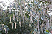 GARRYA ELLIPTICA CATKINS