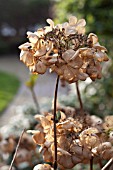 HYDRANGEA FLOWERHEAD IN WINTER