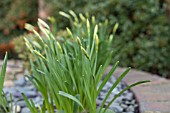 NARCISSUS FLOWERBUDS