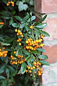 PYRACANTHA SOLEIL DOR