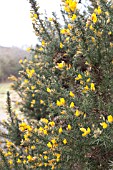 ULEX EUROPAEUS