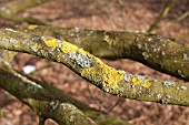 XANTHORIA CALCICOLA ON TREE BRANCH