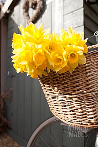 NARCISSUS_IN_BICYCLE_BASKET