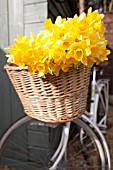 NARCISSUS IN BICYCLE BASKET