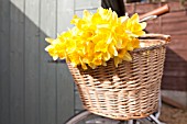 NARCISSUS IN BICYCLE BASKET