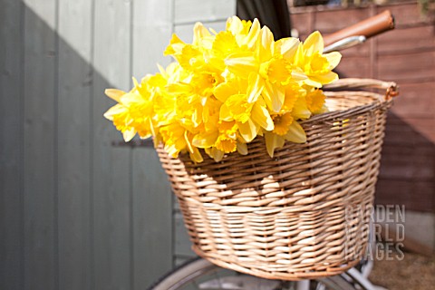 NARCISSUS_IN_BICYCLE_BASKET