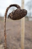 DRIED HELIANTHUS ANNUUS FLOWER HEAD