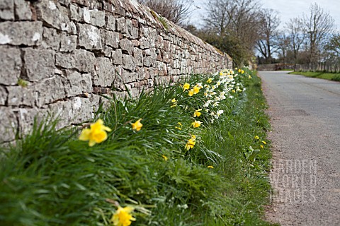 NARCISSUS_AGAINST_STONE_WALL