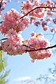 PRUNUS KWANZAN BLOSSOM