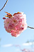 PRUNUS KWANZAN