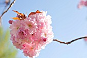 PRUNUS SERRULATA KWANZAN BLOSSOM