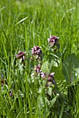 PRUNELLA VULGARIS IN GRASS