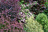 Wild Thyme Thymus Vulgarus Love Flowers Love Flowers Plants