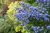 Wild Thyme Thymus Vulgarus Love Flowers Love Flowers Plants