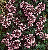 THYMUS CAESPITITIUS, (AZORES THYME)