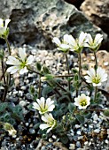 CERASTIUM ALPINUM VAR. LANATUM