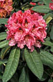 RHODODENDRON CHEVALIER FELIX DE SAUVAGE,  PINK, FLOWERS, CLOSE UP