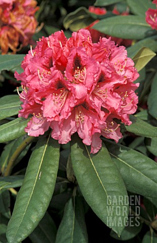 RHODODENDRON_CHEVALIER_FELIX_DE_SAUVAGE__PINK_FLOWERS_CLOSE_UP