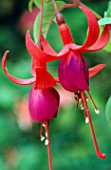 FUCHSIA BRUTUS