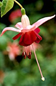 FUCHSIA PAULA JANE